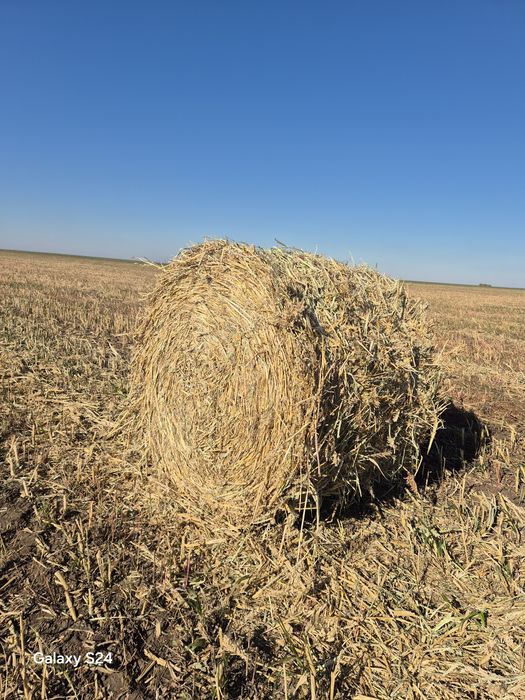 Продам салому соргу кормавую