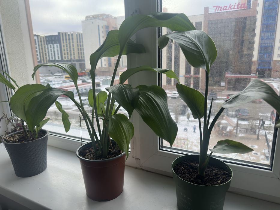 Продам комнатные цветы