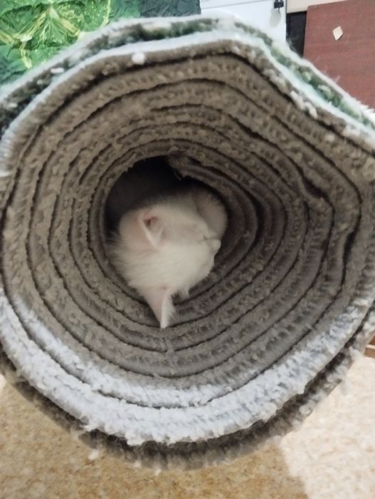 Отдам кошку и котенка девочка