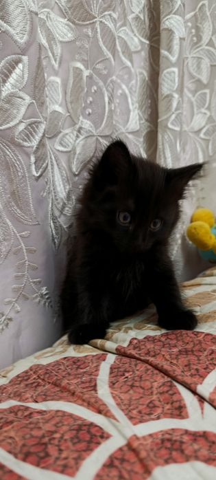 Котята бесплатно