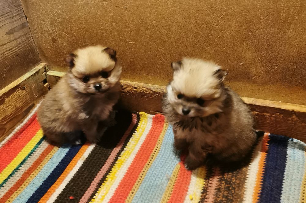 Померан момиченца