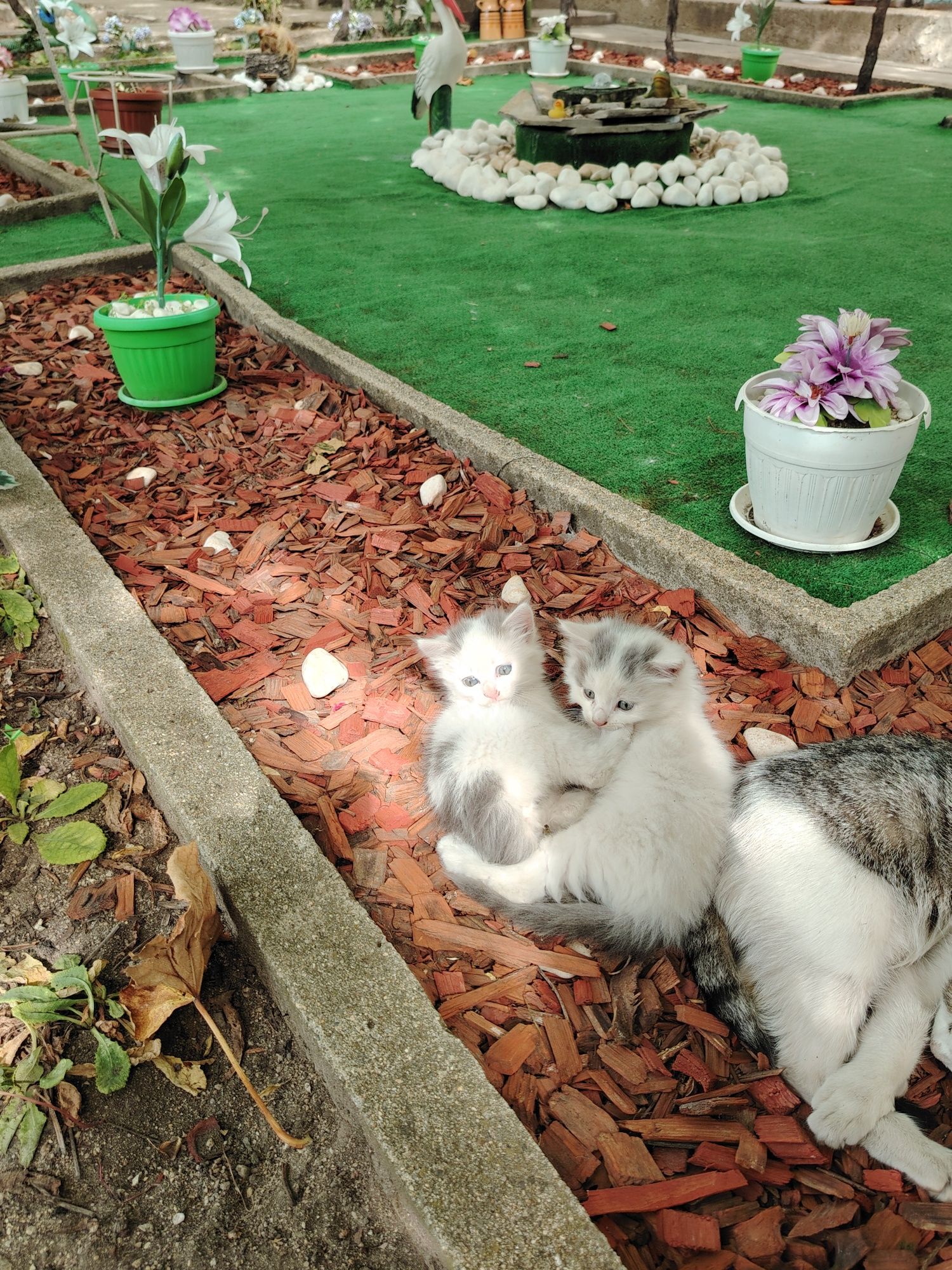 Малки котенца :)