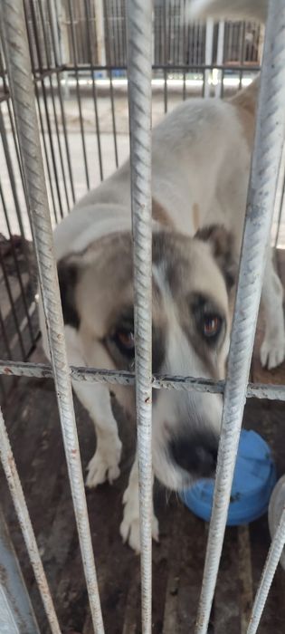 ПорОдиСтыЕ соБаЧки ждут любящих хозяев в отлове