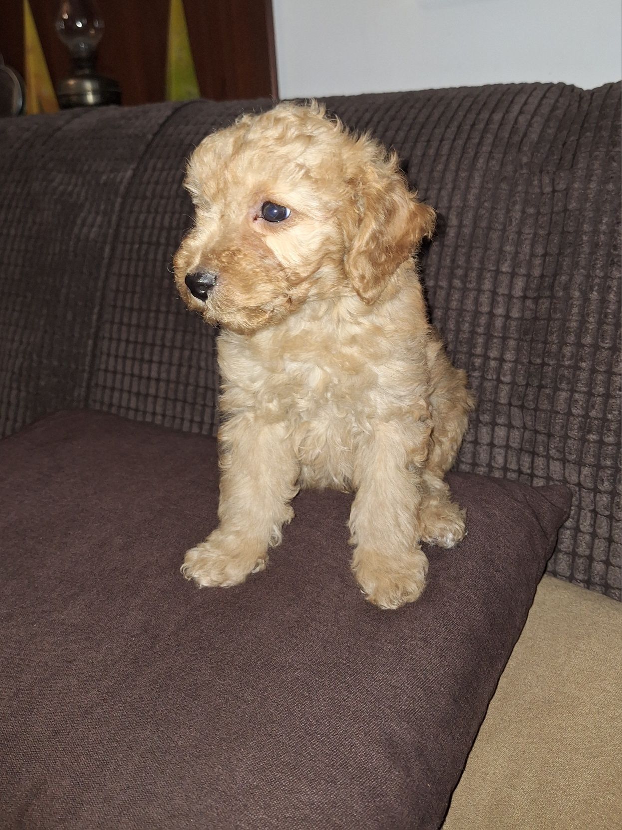 Pudel/caniche pitic