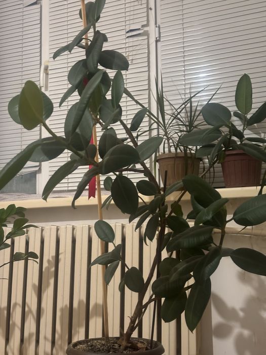 Цветы офисные фикус