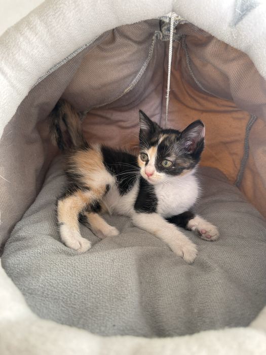 Ищем дом для котеночка