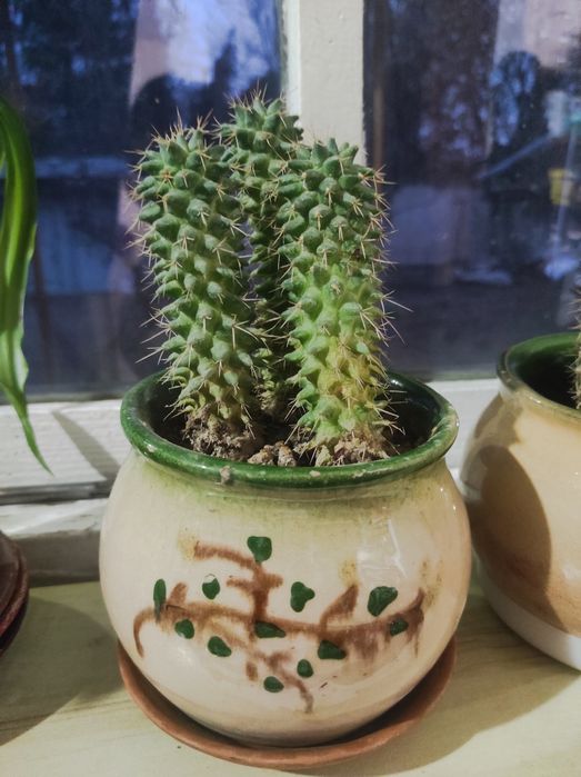 кактус продаётся