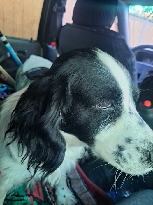 Найден спаниель.Верну хозяину .