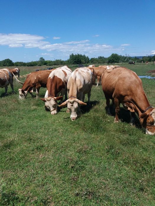 Vând vaci Bălțată Românească