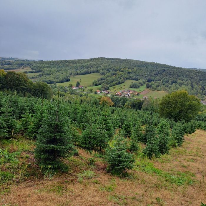 Vand Brazi de Craciun din plantatie propriee
