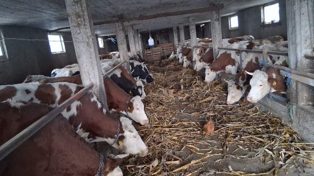 De vanzare 30 vaci gestante