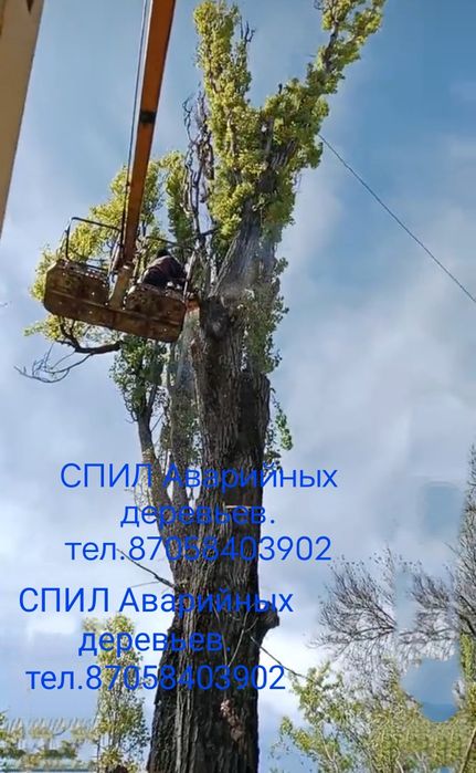 СПИЛ Аварийных деревьев