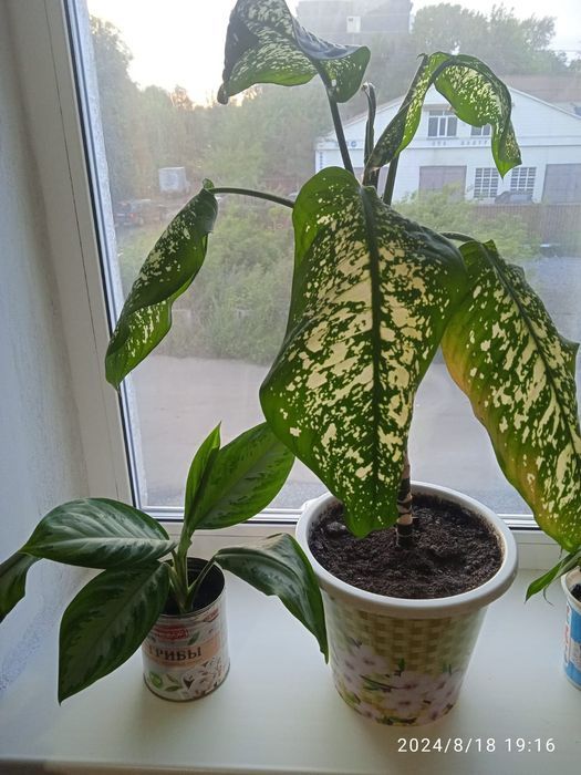 Аглаша продам цена от 2500тг