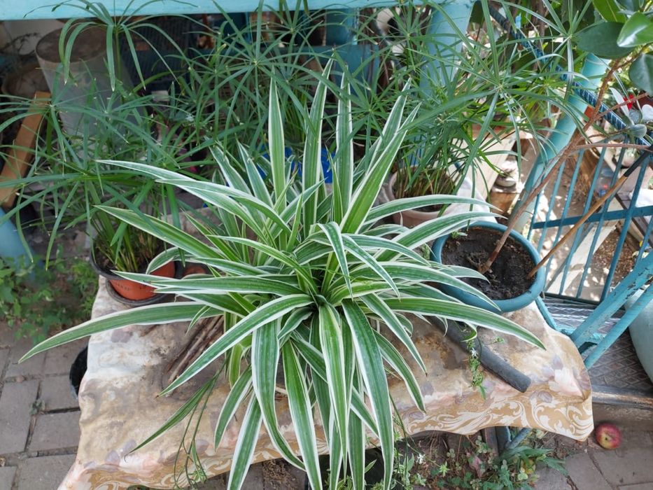 Хлорофитум, есть в том числе и сорт Огонек