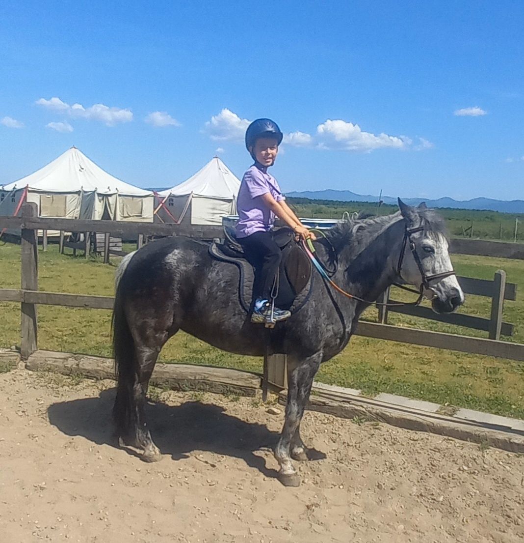 Vând ,ponei welsh,pony welsh ,cal,iapa,cai călărie