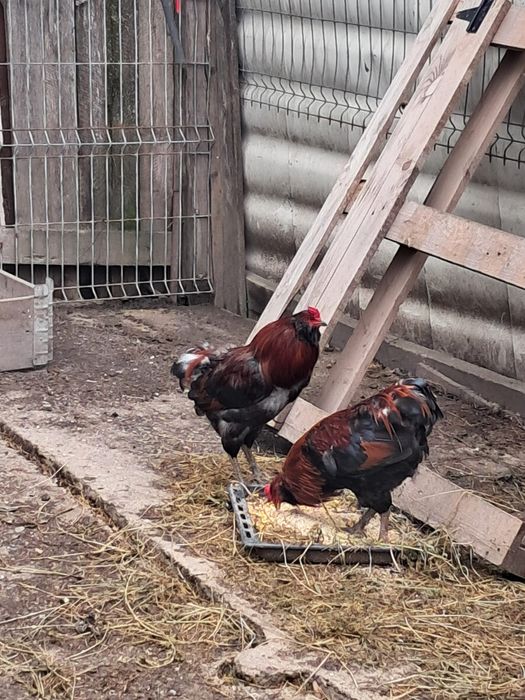 Oua BIO din gaini pășunate