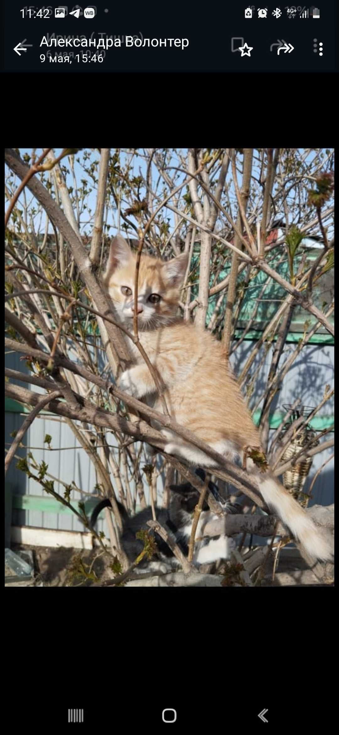 Котята в добрые руки