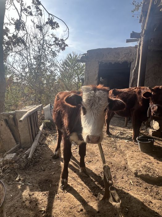 Gunojinsotiladi13500