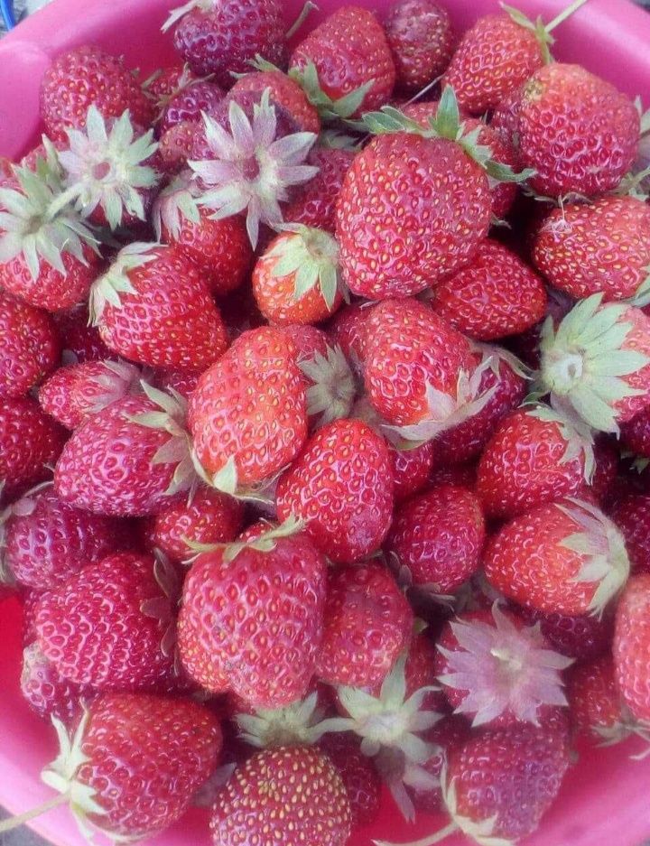 Клубника вишня крыжовник ежевика овощи фрукты ягоды смородина черешня