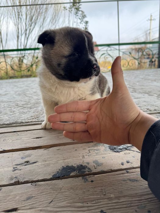 Американский Акита