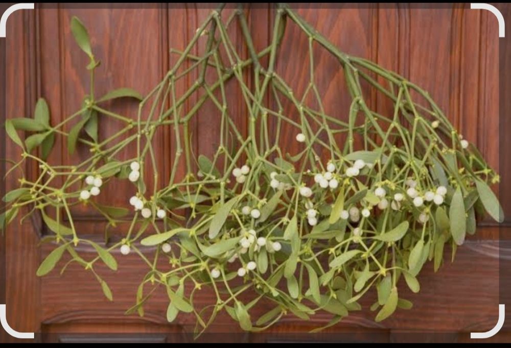 Vând vâsc cine dorește mă poate contacta telefonic