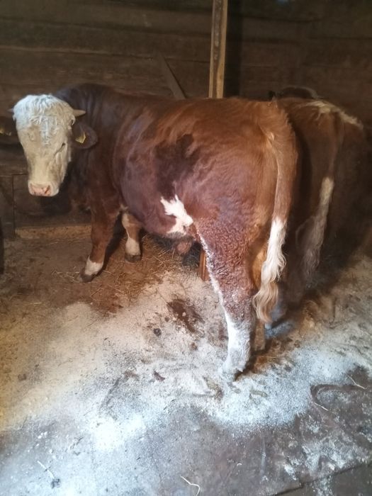 Tăurași de vânzare