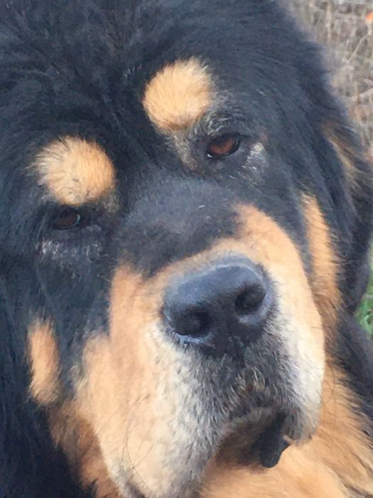 Продавам Тибетски мастиф