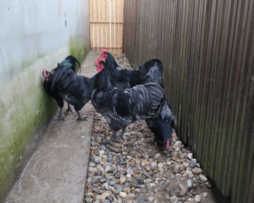 Cocosi australorp în vârstă de 6 luni