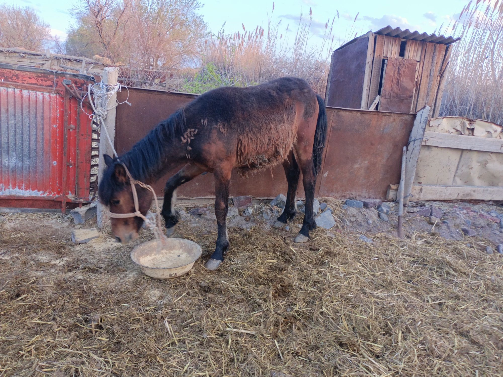 4 бас тай сатылады жемде тур 330 дан