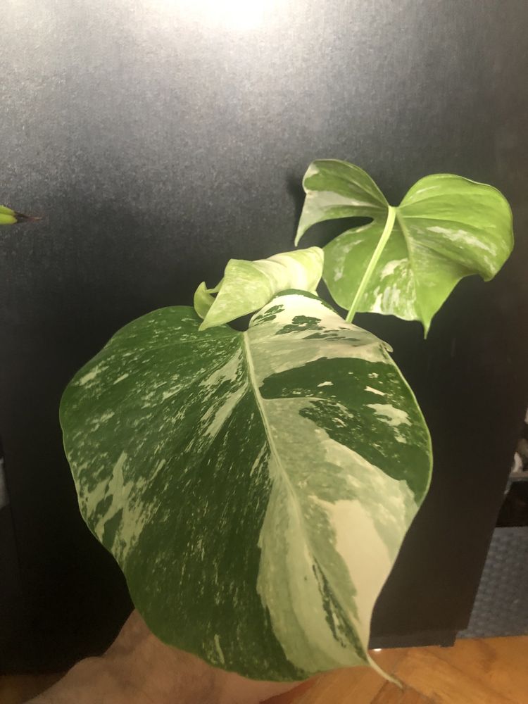Monstera Albo Variegata