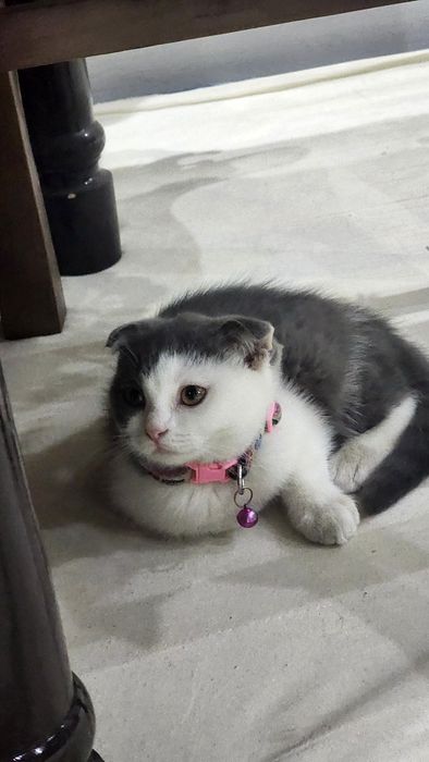 Шотландская вислоухая