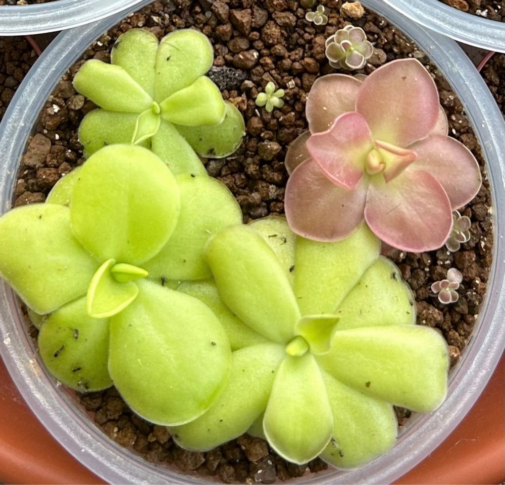 Plante Carnivore Exotice Pinguicula