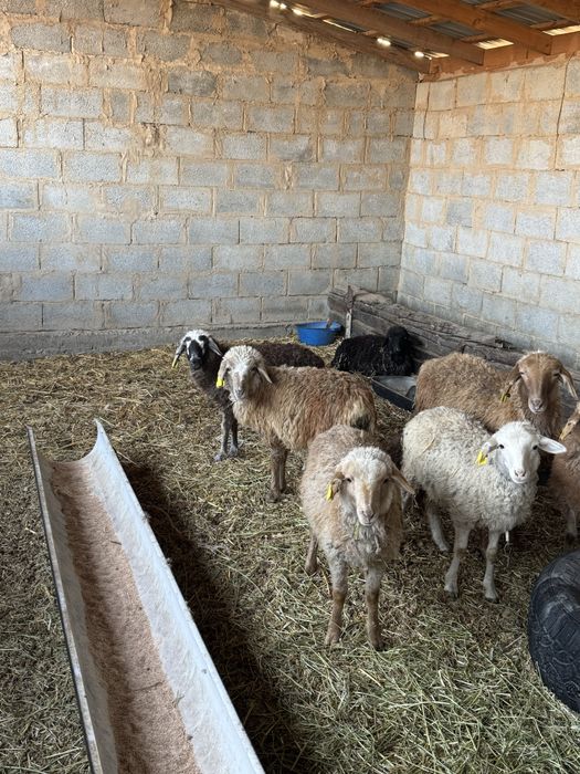 Қыста туылған марқалар сатылады