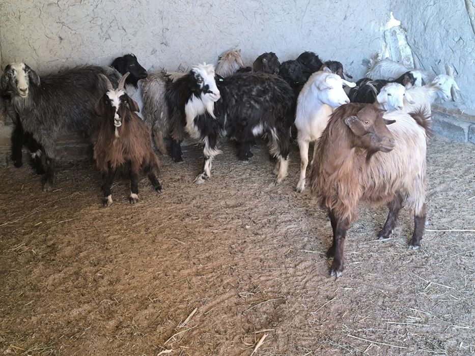 Echki sotiladi bugʻuz