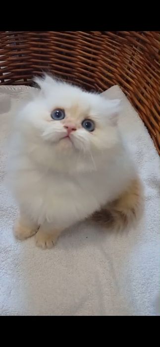 British Longhair
