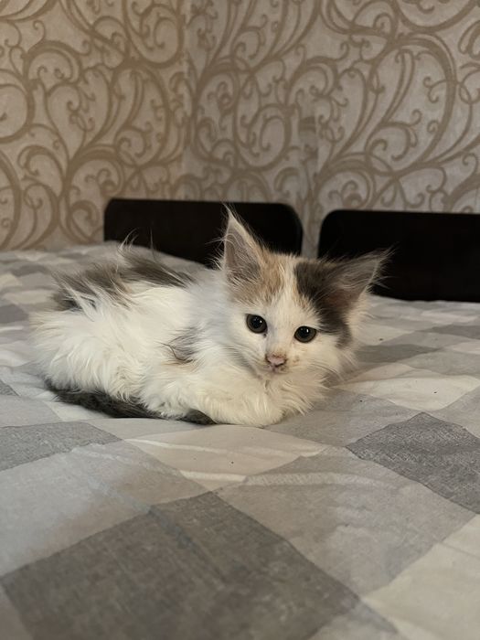 Отдадим котят в доброе руки