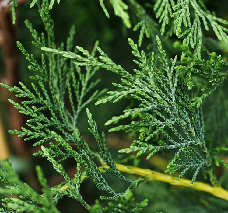 Super Ofertă Leylandii 2–3 m – Gard viu instant!