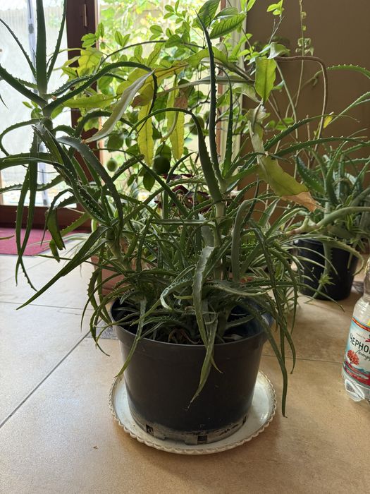 Продаю большие алоэ по 50.000 сум