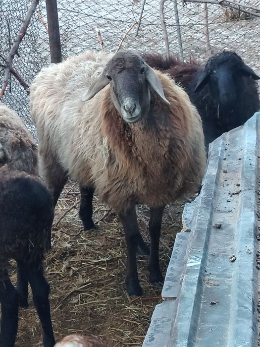 Продам овцу 1.5 года