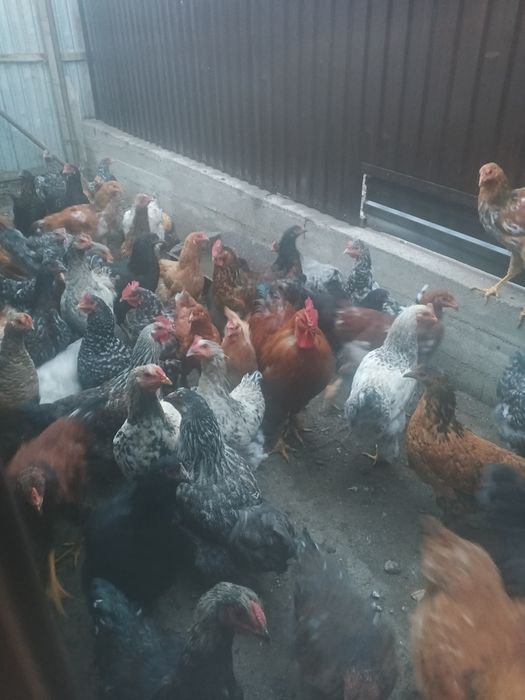 Домашние куры несушки цена за штуку 2500