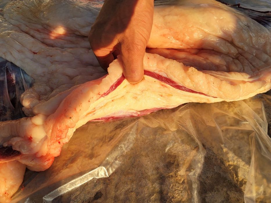 Жылқы еті жіліктеп , Мясо Конины Каспий Ред бар