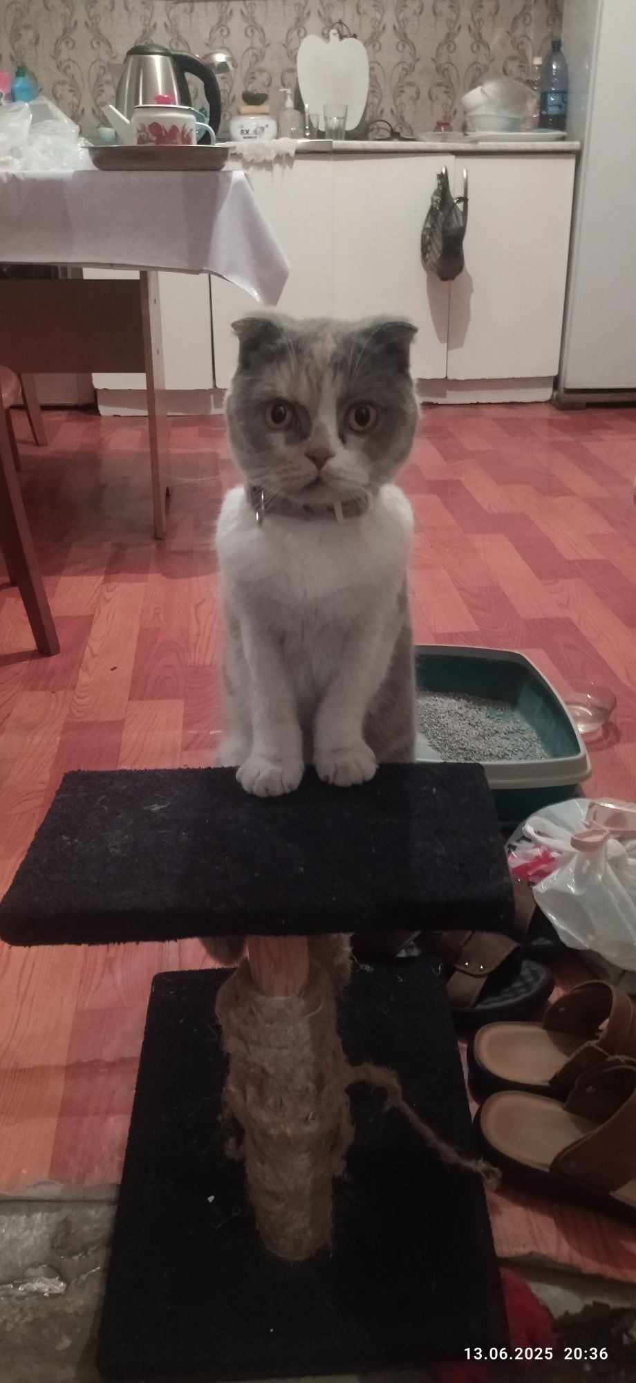 Продам британскую кошку