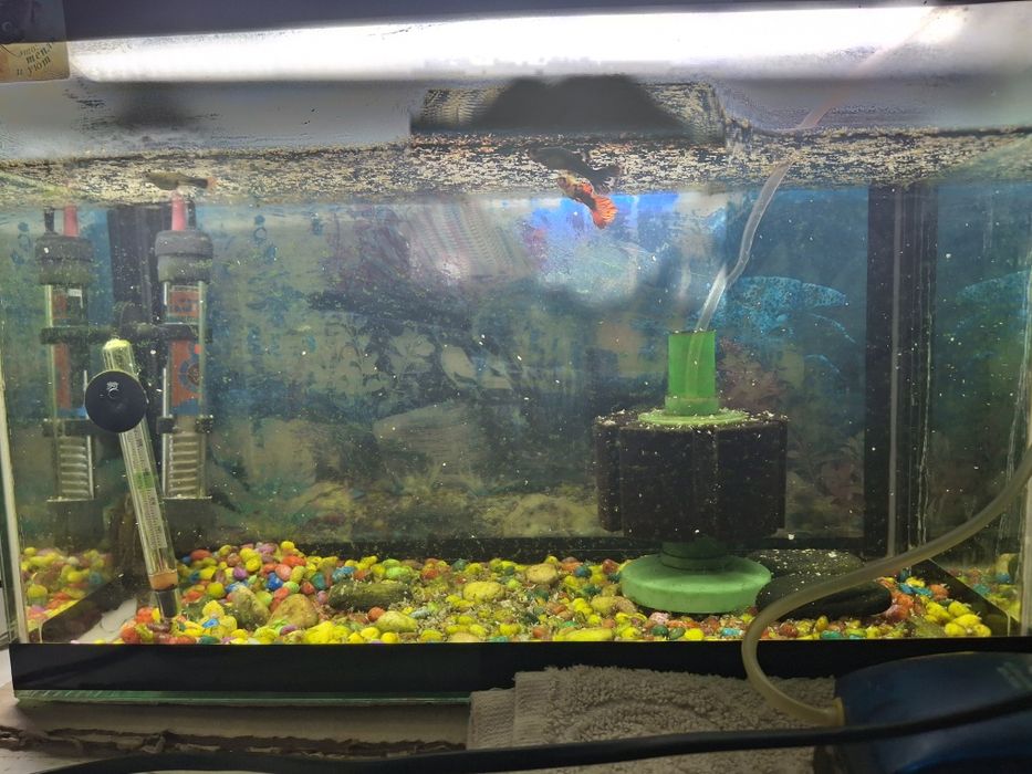 Аквариум с рыбками