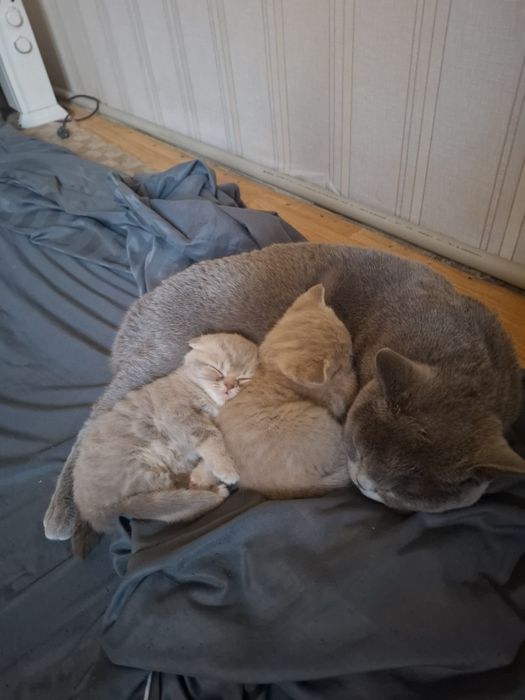 Продам шотландских котят