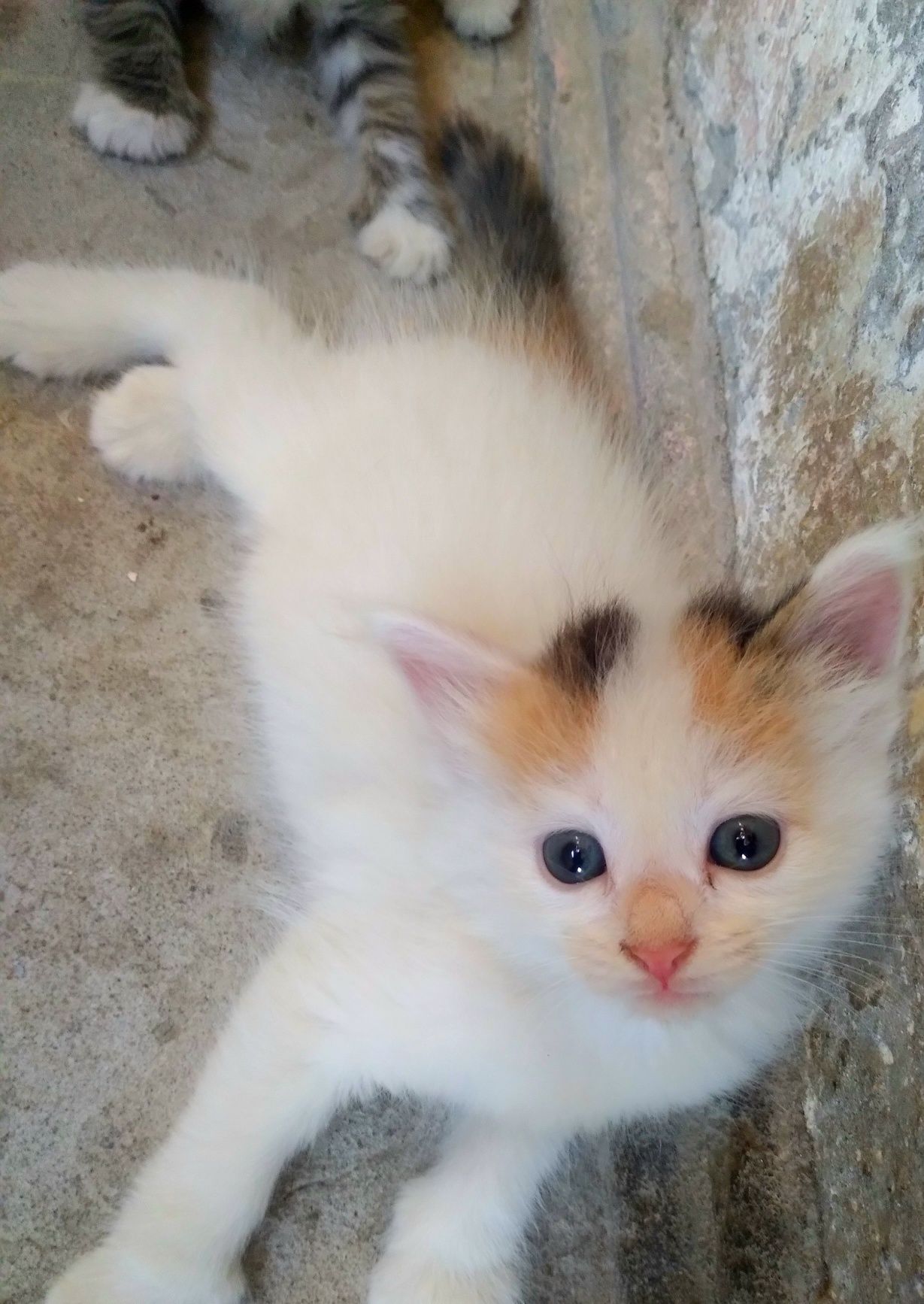 Котёнок  мушукча
