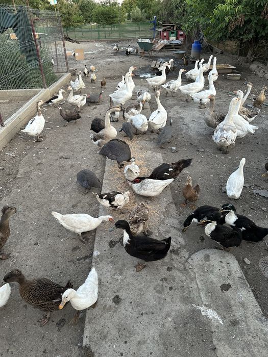 Rate si gaste de vanzare!!!