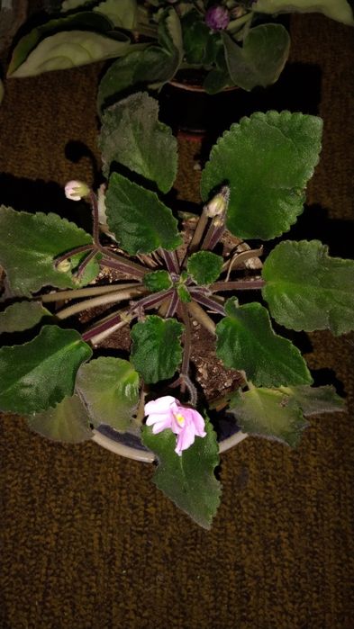 Фиалки цветущие 4 цвета.