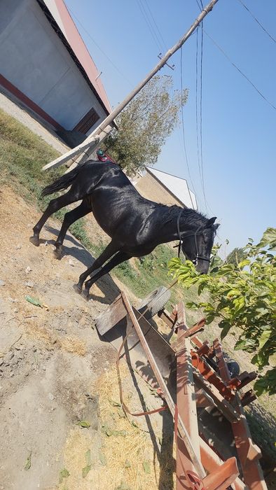Uloqchi ot qorabayir