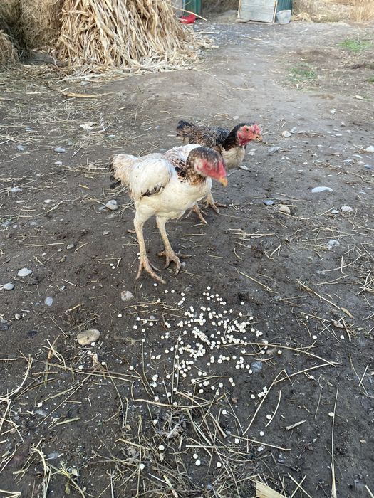 Продается курица город Тараз