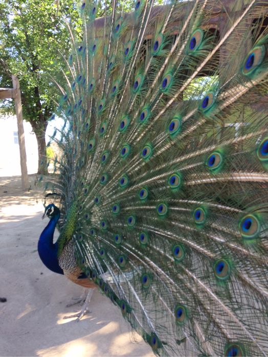 Индиское жар птица Павлины самка самец